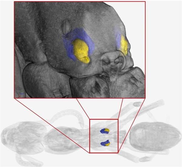 蓝狮平台:笑死!这种蚂蚁轻伤了超会演 只为能让队友把自己扛回家